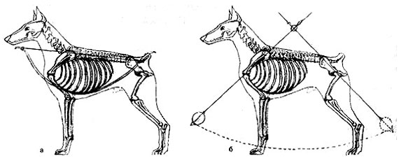 биомеханическая модель собаки, Ерусалимский Е.Л, Экстерьер собаки и его оценка
