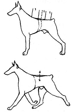 экстерьер собаки, Ерусалимский Е.Л, Экстерьер собаки и его оценка