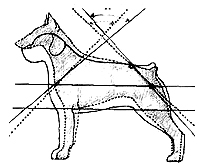 движения собаки, Ерусалимский Е.Л, Экстерьер собаки и его оценка