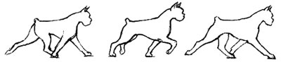 движения собаки, ускоренная рысь, Ерусалимский Е.Л, Экстерьер собаки и его оценка