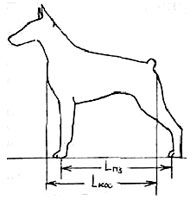 длина свода собаки, Ерусалимский Е.Л, Экстерьер собаки и его оценка