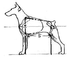 косая длина груди собаки, Ерусалимский Е.Л, Экстерьер собаки и его оценка
