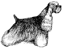 Желательный породный тип американского кокер-спаниеля, Ерусалимский Е.Л, Экстерьер собаки и его оценка