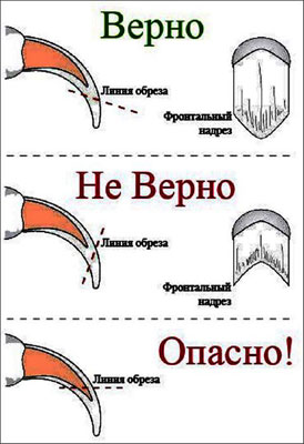 стрижка когтей колли стрижка когтей колли, уход за щенком колли