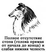 Стандарт Шелти, голова Стандарт Шелти, голова