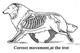 Стандарт Шелти, движения, аллюр