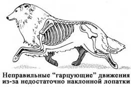 Стандарт Шелти, движения, аллюр Стандарт Шелти, движения, аллюр