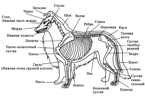 Стандарт Шелти, анатомические стати Стандарт Шелти, анатомические стати