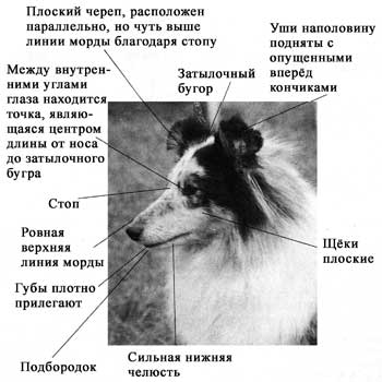 Стандарт Шелти, голова Стандарт Шелти, голова