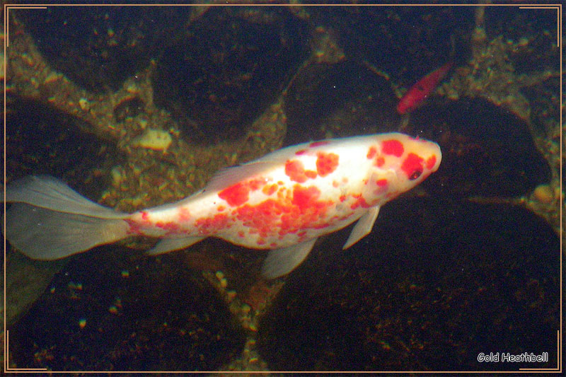 Золотая рыбка