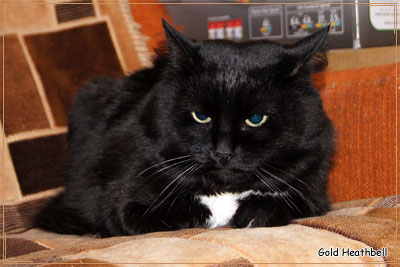 Домашний кот Домашний кот
