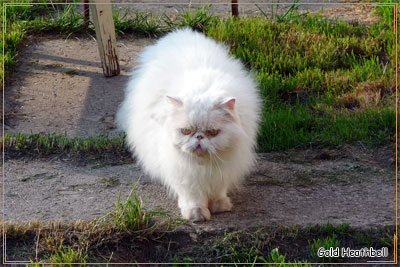 Персидский кот Персидский кот