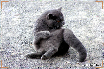 Британский кот Британский кот