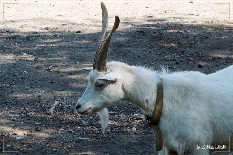 Домашняя коза