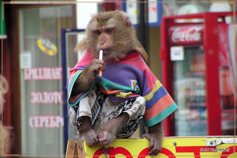 Обезьяна макака