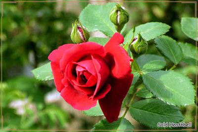 Красная роза с бутонами