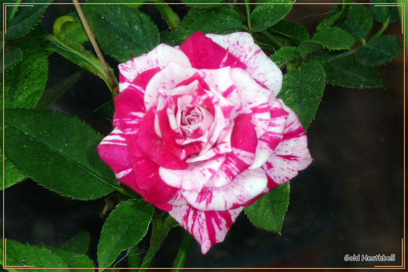 Комнатная двухцветная роза