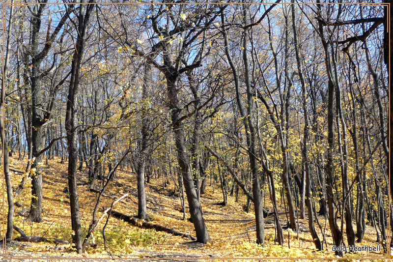 Золотая Осень