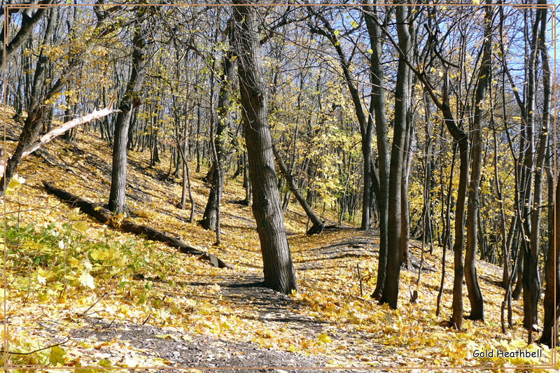 Золотая Осень