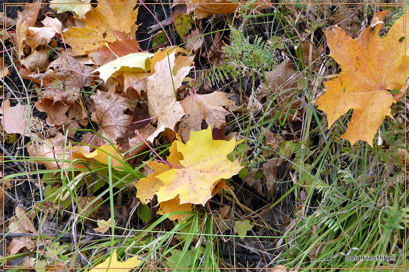 Золотая Осень, кленовые листья