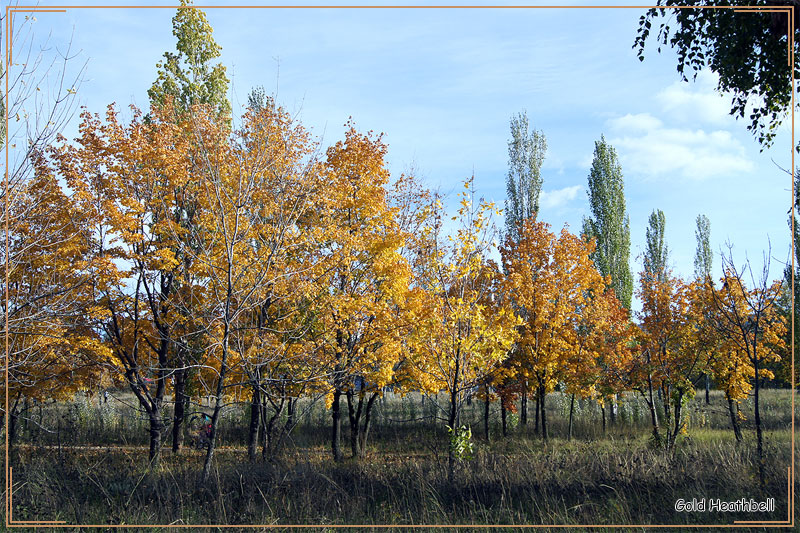 Золотая Осень