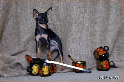 русский той