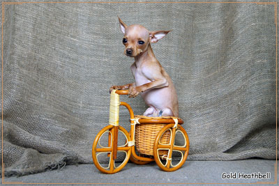 русский той