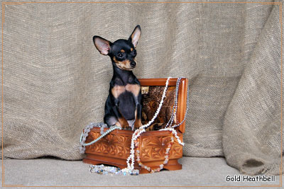 русский той