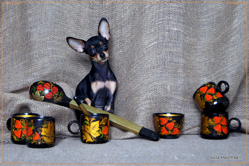 русский той, щенок