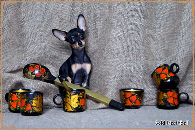 русский той