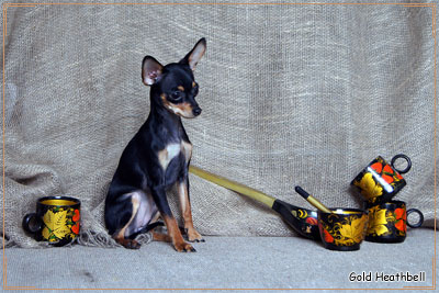 русский той