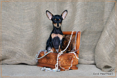 русский той