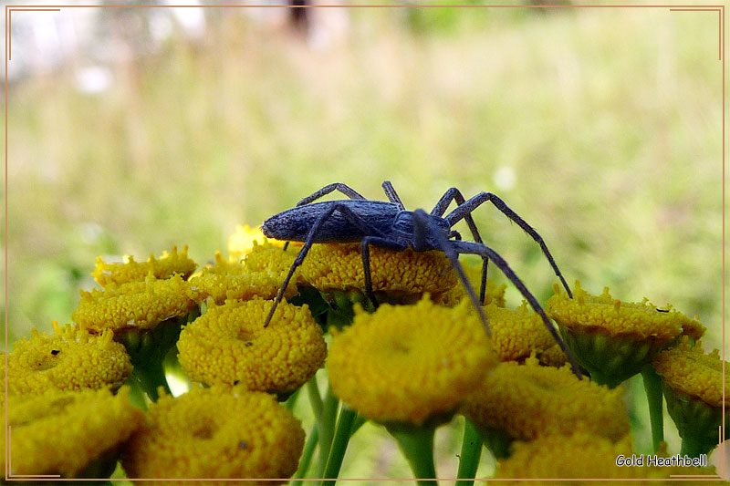 Паук