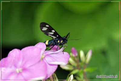 бабочка Пестрянка ложная (Фегея)