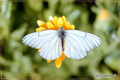 бабочка Боярышница
