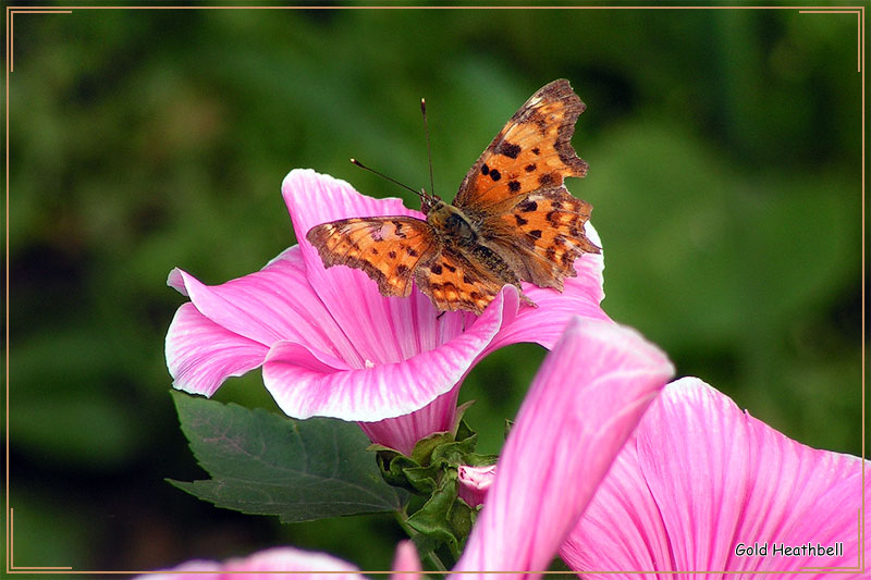 бабочка Углокрыльница