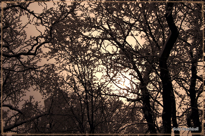закат солнца в лесу, зима