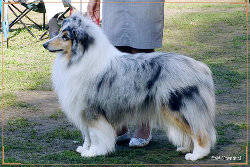 ���� ������� ����� ���