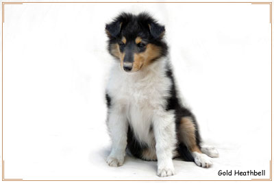 Голд Хизбелл Бэйби Лав Gold Heathbell Baby Love, Голд Хизбелл Бэйби Лав