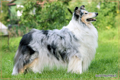 Лук Бьютифул Сапфир Look Beautiful Saphire, Лук Бьютифул Сапфир