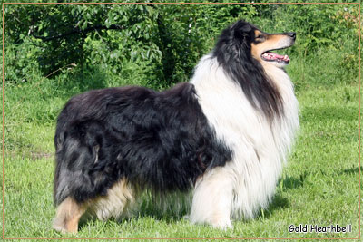 Лавли Блэк Перл Lovely Black Pearl, Лавли Блэк Перл