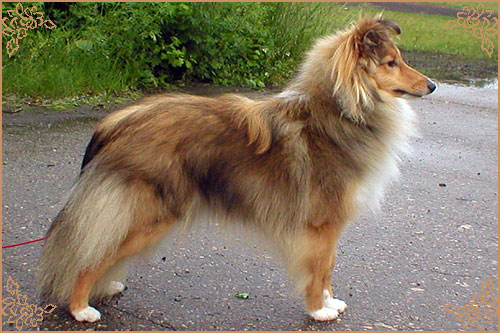 Blissful Golden Flash Arven Блиссфул Голден Флеш Арвен, Blissful Golden Flash Arven