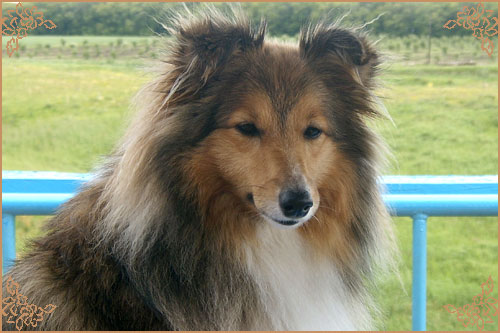 Blissful Golden Flash Arven Блиссфул Голден Флеш Арвен, Blissful Golden Flash Arven