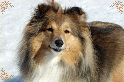 Blissful Golden Flash Arven Блиссфул Голден Флеш Арвен, Blissful Golden Flash Arven