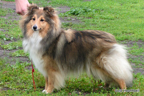 Blissful Golden Flash Arven Блиссфул Голден Флеш Арвен, Blissful Golden Flash Arven