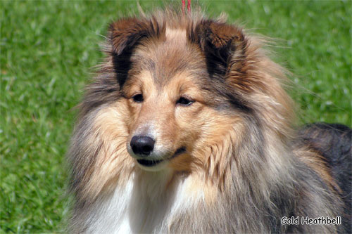 Blissful Golden Flash Arven Блиссфул Голден Флеш Арвен, Blissful Golden Flash Arven