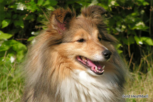 Blissful Golden Flash Arven Блиссфул Голден Флеш Арвен, Blissful Golden Flash Arven