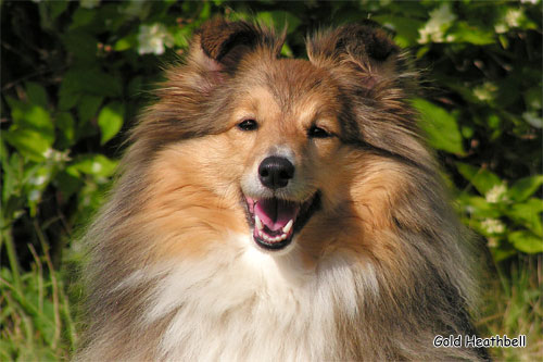 Blissful Golden Flash Arven Блиссфул Голден Флеш Арвен, Blissful Golden Flash Arven