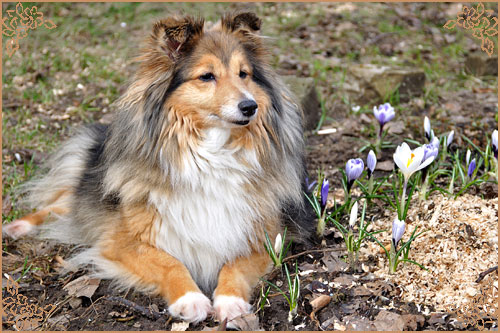 Blissful Golden Flash Arven Блиссфул Голден Флеш Арвен, Blissful Golden Flash Arven