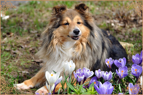 Blissful Golden Flash Arven Блиссфул Голден Флеш Арвен, Blissful Golden Flash Arven